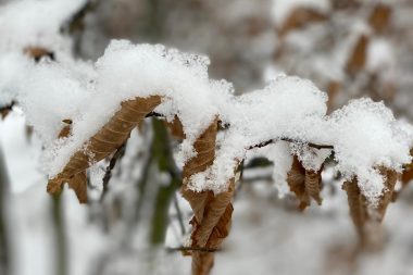 Snow on brown leaves