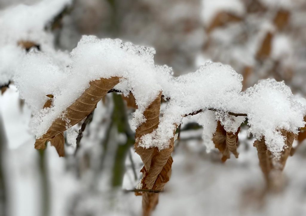 Snow on brown leaves