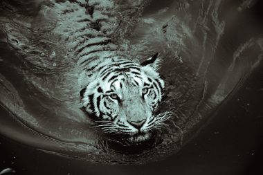 Black Water Tiger Year 2022