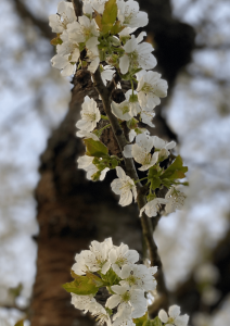 Spring Wood Season