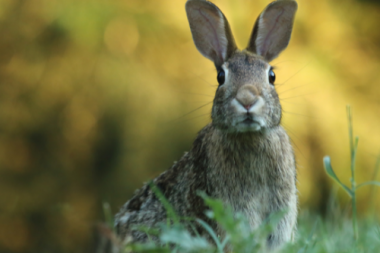 Yin Water Rabbit