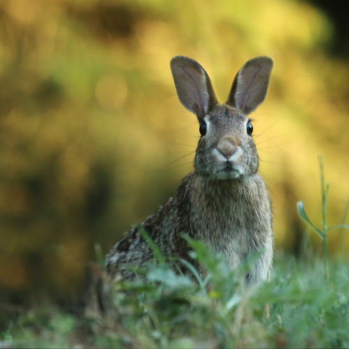 Yin Water Rabbit