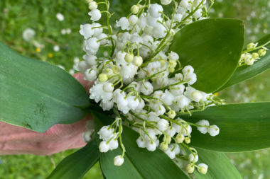 Leaves with Flower