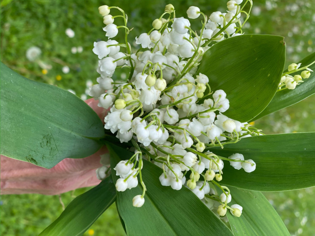 Leaves with Flower