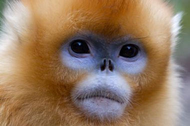 Golden Monkey