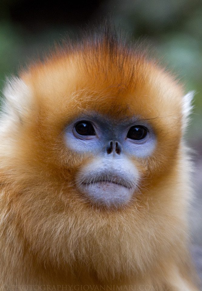 Golden Monkey