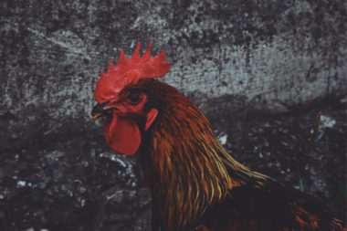 The picture of Rooster