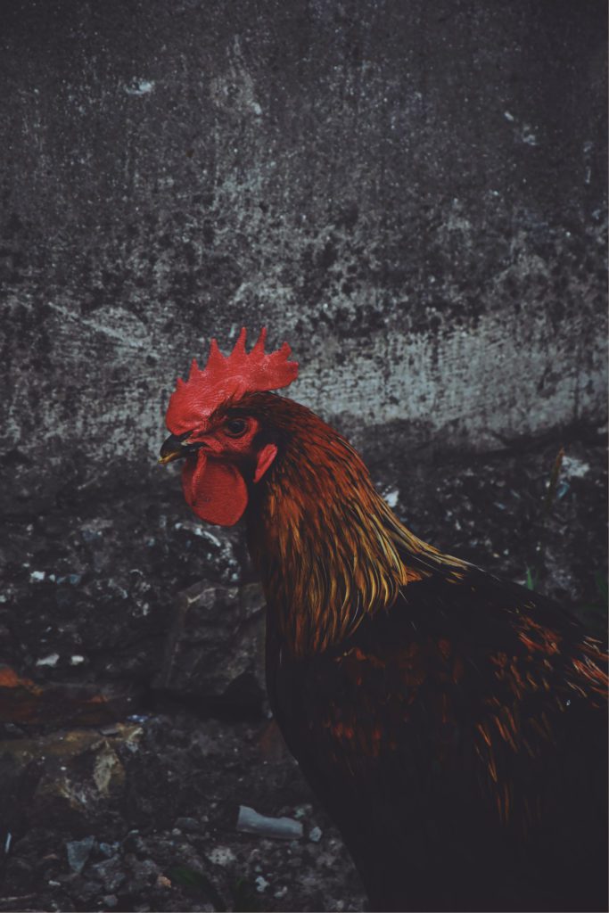The picture of Rooster